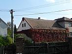 Třibřichy